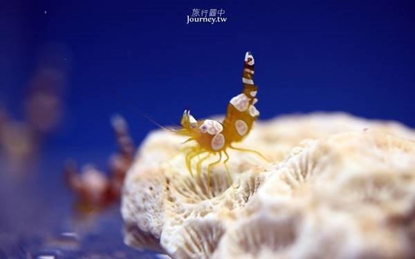 澎湖景點「竹灣螃蟹博物館」Blog遊記的精采圖片