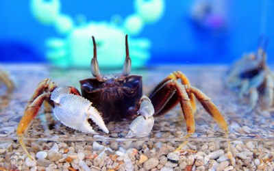 「竹灣螃蟹博物館」Blog遊記的精采圖片