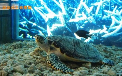 澎湖景點「綠蠵龜觀光保育中心」Blog遊記的精采圖片
